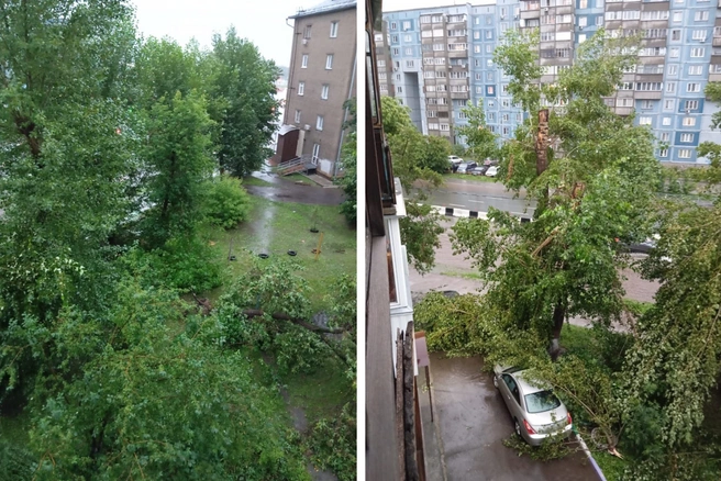 На Блюхера поломались деревья и ветки, один клен вырвало с корнем | Источник: читатель НГС