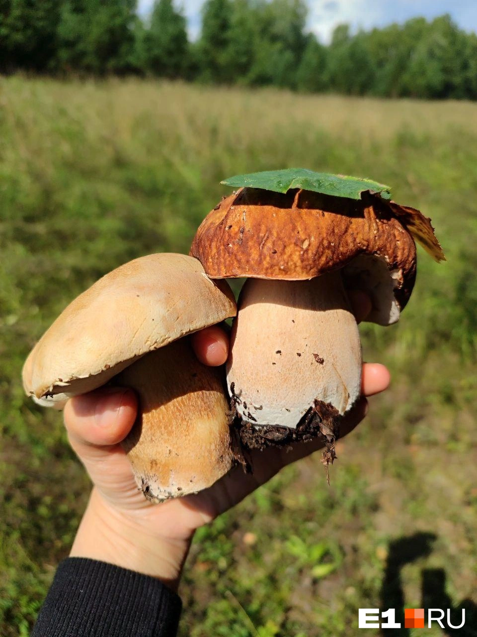 Источник: читательница E1.RU Мария