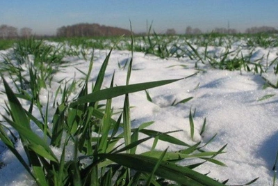Snowfalls Soften Frost for Don Crops