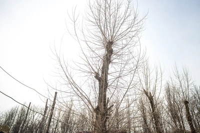 Ростовчане о вырубке ясеней: скоро пустыня