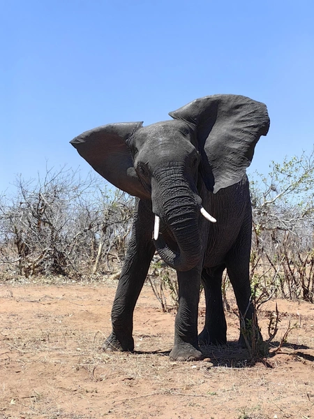 Слон прогуливался рядом с туристами | Источник: Лена Михеева / Vk.com