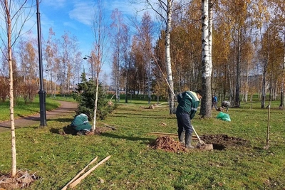 В Петербурге за неделю высадили более 2 тысяч деревьев