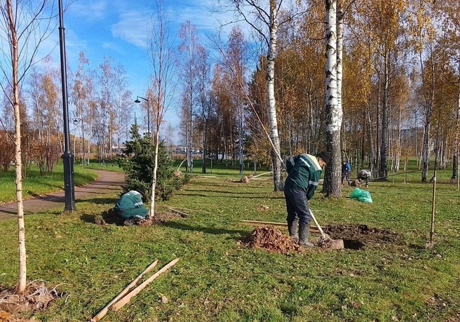 Больше 2 тысяч деревьев посадили в Петербурге за неделю | Источник: Сергей Петриченко / «ВКонтакте»