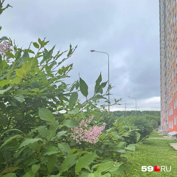 За домом растут кусты сирени | Источник: читатель 59.RU