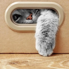 Наташа, мы все уронили: как понять, что говорит ваша кошка🐈