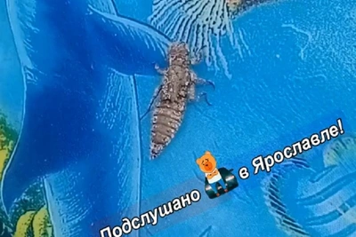 Жителей Ярославля испугало загадочное существо на видео