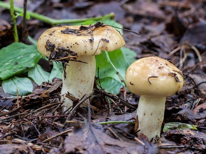 Многие грибы можно заготовить, если правильно их обработать | Источник: mycology.su