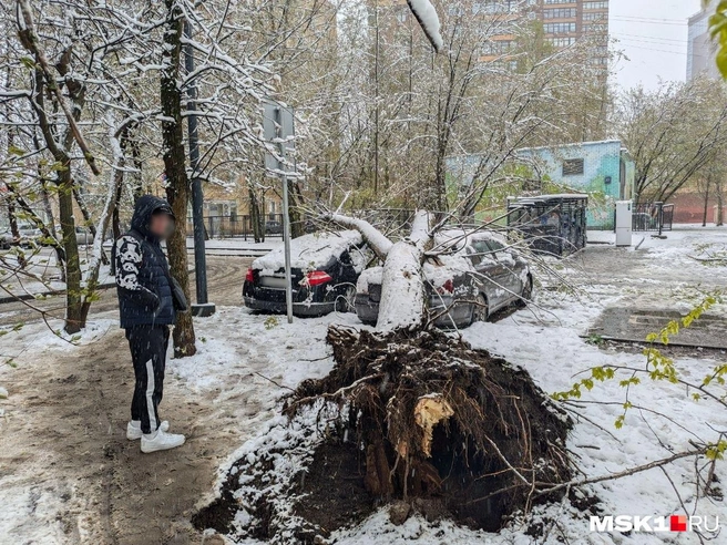Снег в Москве: раздавленные деревьями машины, отключения электричества, ДТП с погибшими | Источник: Александр Рыльский / MSK1.RU