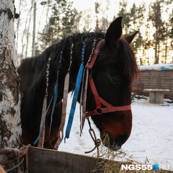 Содержание одного коня в месяц выходит около 10–12 тысяч рублей | Источник: Евгений Софийчук / NGS55.RU