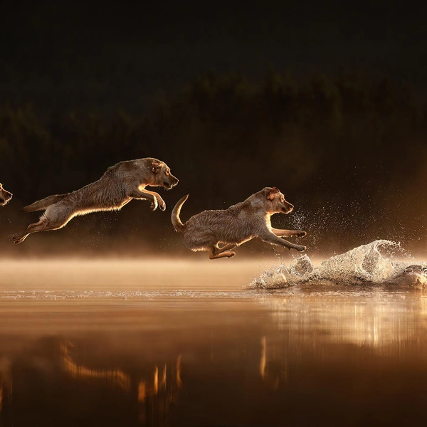 Третье место в номинации «В движении» | Источник: Shandess Griffin / Dog Photography Awards 2025