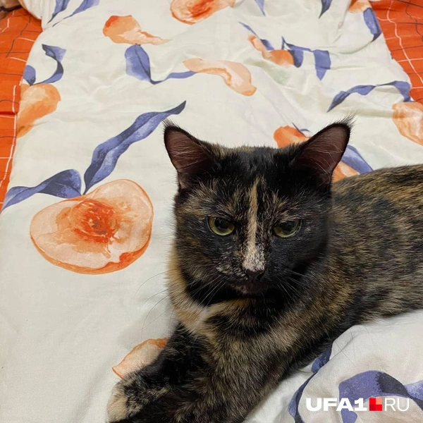 После расставания она осталась со своим кошачьим отцом | Источник: Личный архив