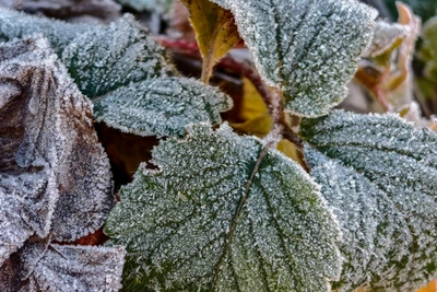 Волгоградскую область предупредили о заморозках