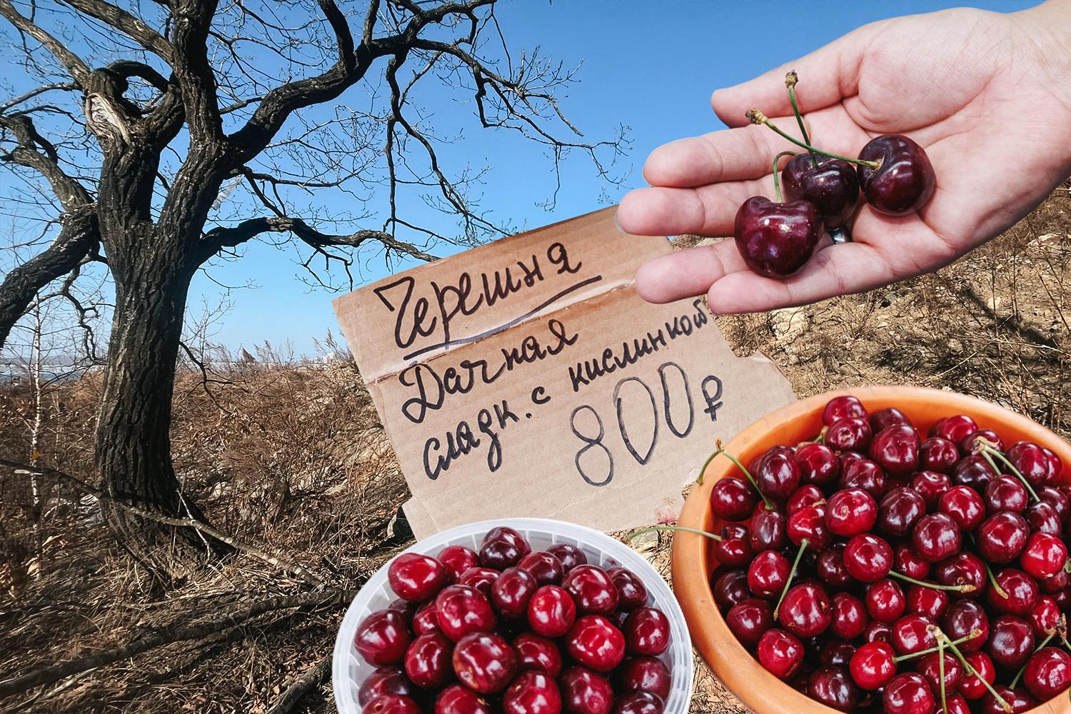 «Потеряв миллионы и годы, я вырубил 25 гектаров». Фермер и ученый рассказали, почему в Волгограде пропала местная черешня