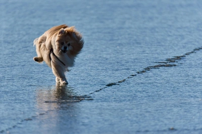 Беременная провалилась под лед, спасая собаку