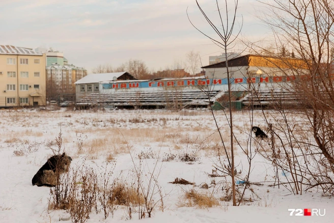 Собаки — единственные обитатели стадиона | Источник: Ирина Шарова / 72.RU