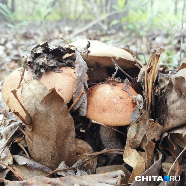 Источник: очевидец