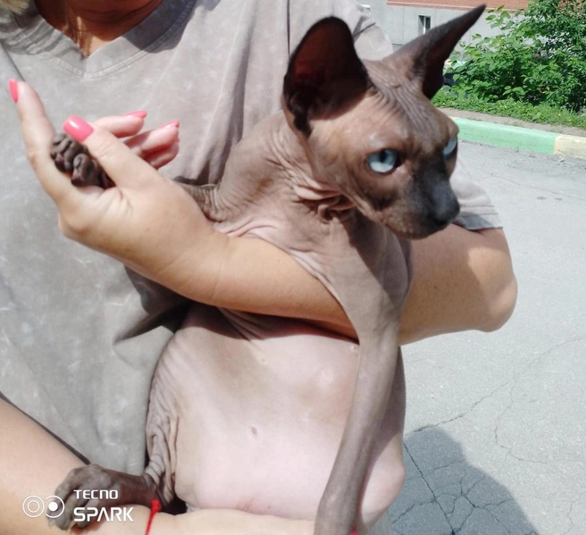 Этой кошке повезло вернуться к хозяину | Источник: vk.com/poterjashkansk