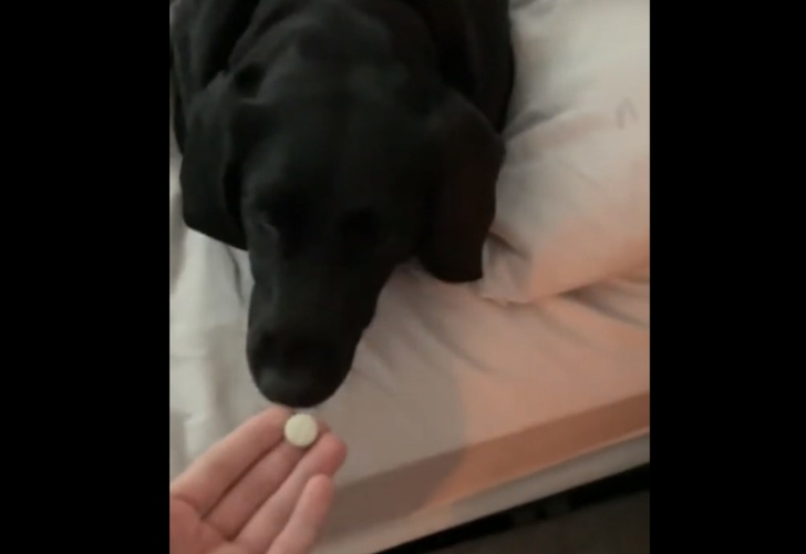 Покладистая собака, без капризов принявшая таблетку, восхитила Интернет (видео)