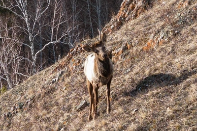 Дрон отогнал стаю собак от марала на Торгашинском хребте