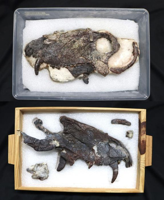 Найден череп «страшноголового»: посмотрите на гигантского хищника, ужасавшего Южную Америку задолго до динозавров