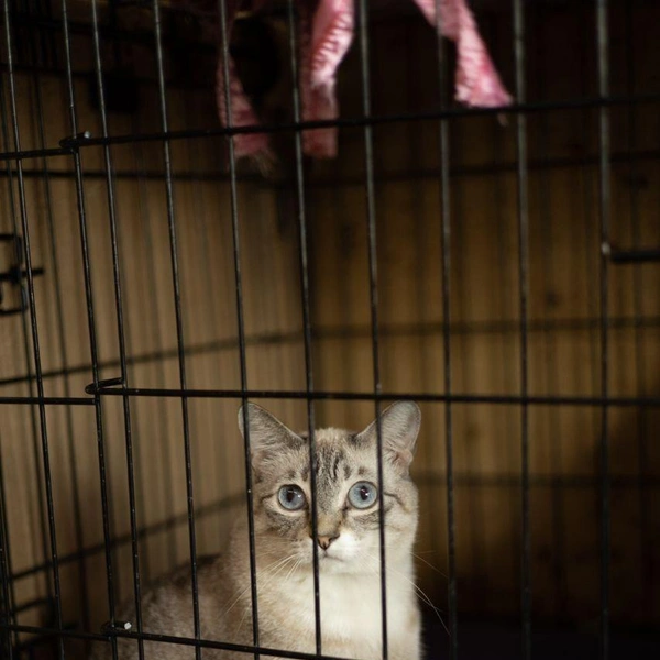 Источник: Елена Гасанова