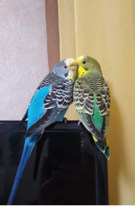 К таким картинкам обычно добавляют «Ну мы?» | Источник: Читатель NGS24.RU