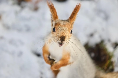 Rabies Cases Rise in Yekaterinburg After Squirrel Bites