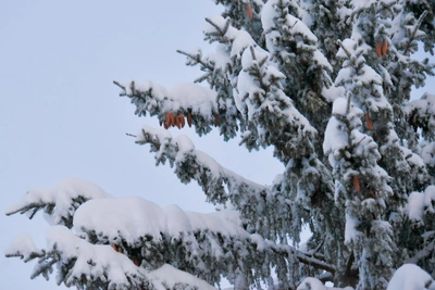 В Архангельской области потеплело, на дорогах гололёд