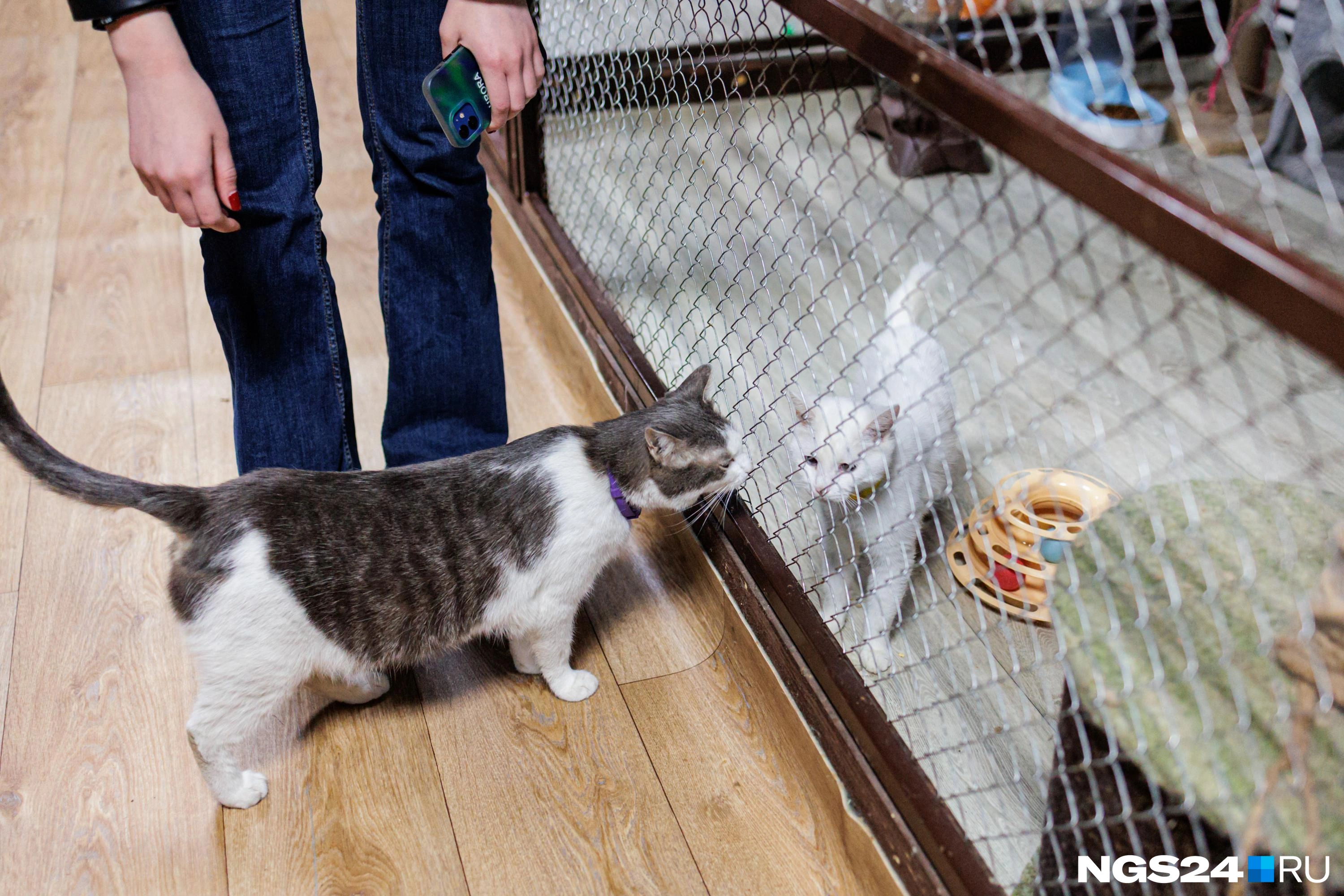 Некоторые животные спокойно гуляют