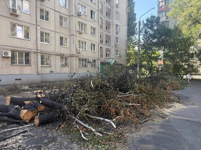 Источник: Марина Рыбалкина / 161.RU