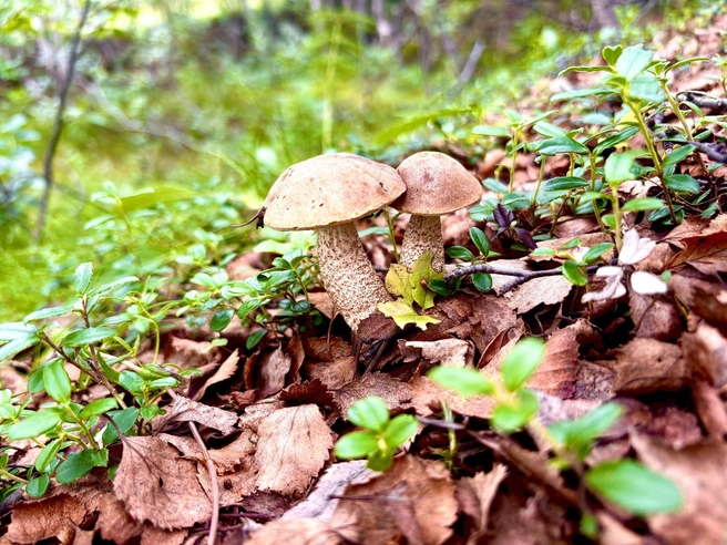 Лесные красавцы | Источник: Наталья Богданова