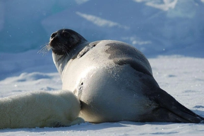 Парламентарии Северо-Запада за возрождение промысла тюленя