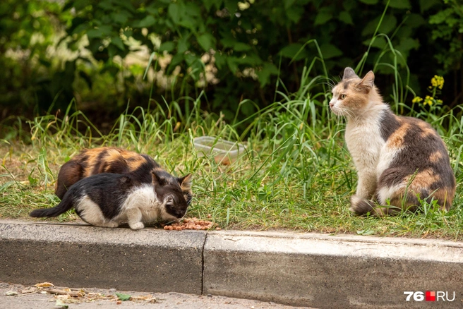Котят не обделили | Источник: Кирилл Поверинов / 76.RU