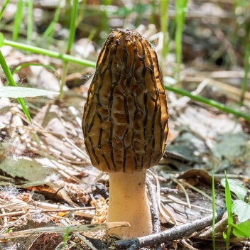 У сморчка шапочка прирастает к ножке у основания | Источник: Mycology.su