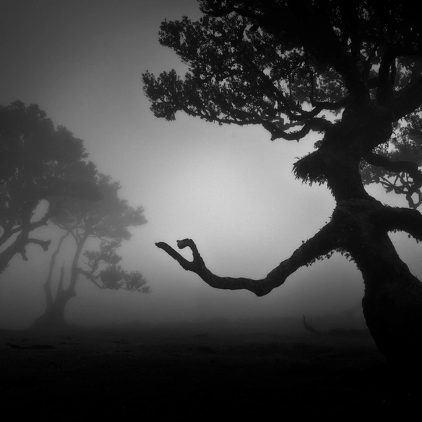 Финалист в номинации «Растения и грибы» | Источник: Dr. Gerald Haas / European Wildlife Photographer of the Year 2025