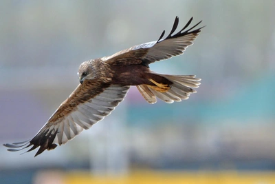 Болотный лунь запечатлен в южной части Волгограда
