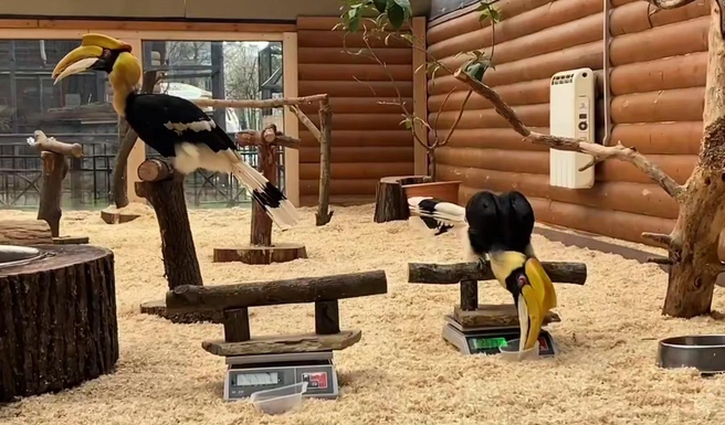 Кто такие — калао Шанти и Кора? В Ленинградском зоопарке рассказали о птицах, недавно ставших популярными | Источник: Ленинградский зоопарк