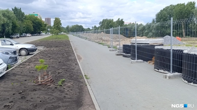 Там, где сейчас грязное пятно в конце парковочного кармана, раньше росло крупное дерево | Источник: Стас Соколов / NGS.RU