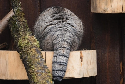 Манул Борис ушел на разжировку: ему ищут невесту