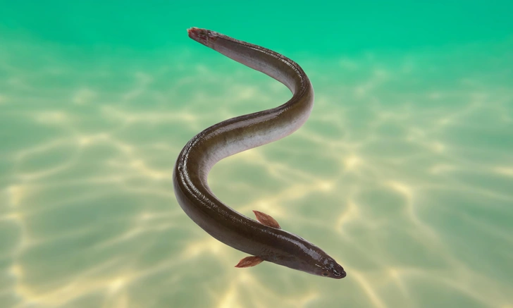 Электрический угорь | Источник: Shutterstock/Fotodom.ru