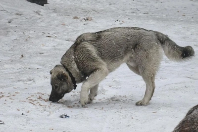 В Хабаровском крае владелец собак выплатит 50 тыс. рублей