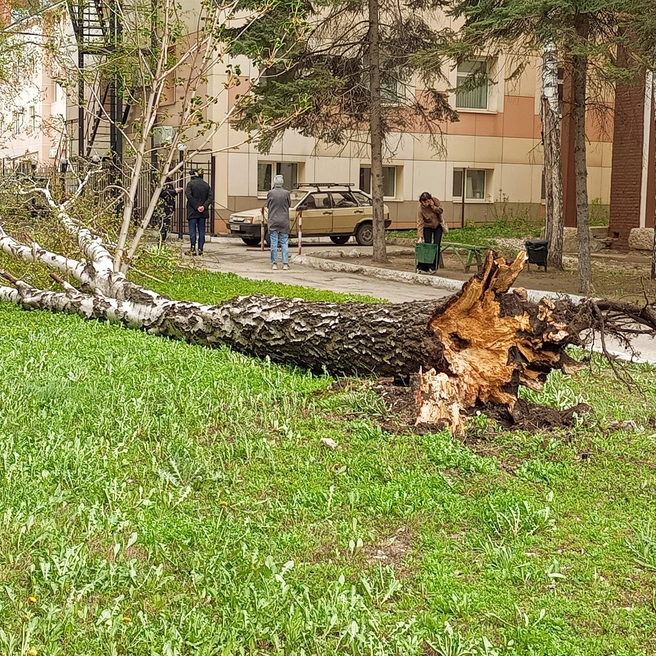Ствол повалило рядом с заездом на территорию | Источник: читатель 63.RU