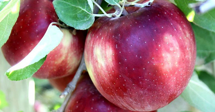 В США появился сорт яблок, которые не портятся год (если лежат в холодильнике)