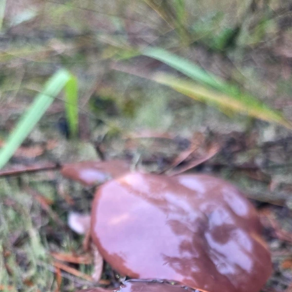 Источник: Грибы и Грибники Подмосковья / vk.com