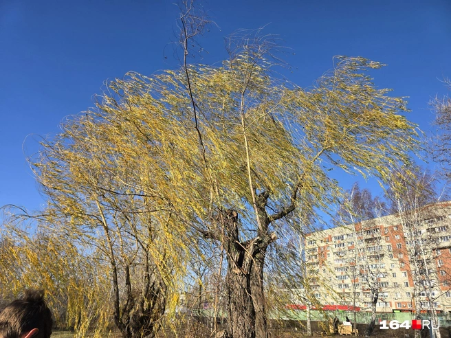В субботу было солнечно, но дул сильный ветер | Источник: Семен Коротов-Майбах / 164.RU