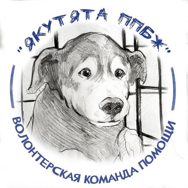 «Мы их единственная надежда». Как команда «Якутята» спасает обреченных щенят из Якутска и пристраив…