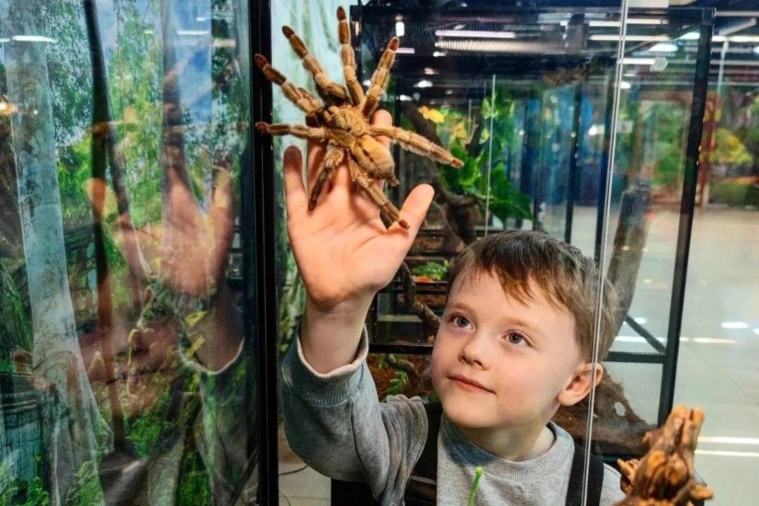 Выставка пауков ульяновск созидателей. Выставка пауков. ТЦ июнь выставка пауков. Музей пауков Пенза.