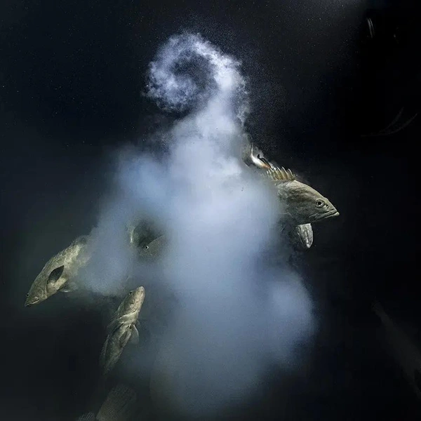 Источник: Wildlife Photographer of the Year