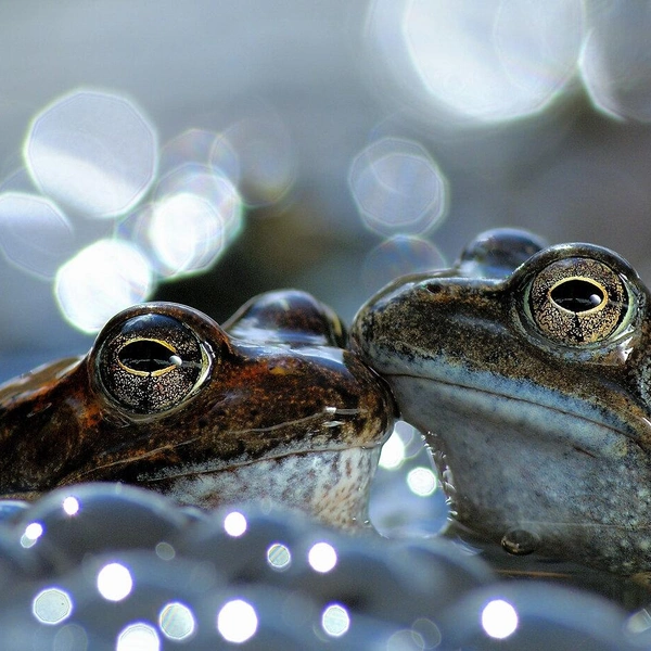 Победитель в номинации «Поведение: амфибии и рептии» | Источник: Vittorio Ricci / World Nature Photography Awards 2020