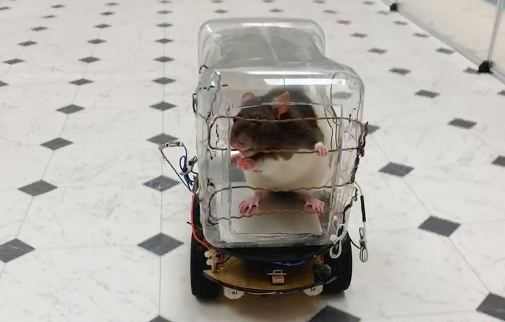 Ученые научили крыс водить маленькие машинки (видео)